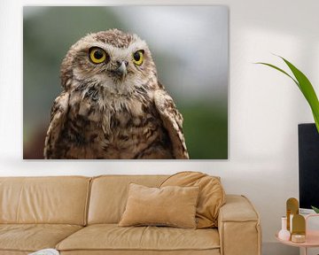 Burrowing owl or the Rabbit owl by Loek Lobel