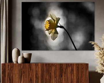 Daffodil with backlight by Cor de Hamer