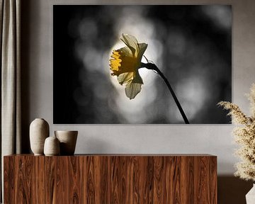 Narcis met tegenlicht