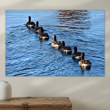 Tous les canetons nagent dans l'eau !