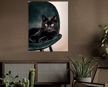 Schwarze Katze auf grünem Stuhl von Sander Spreeuwenberg
