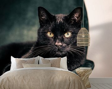 Black cat on green chair by Sander Spreeuwenberg