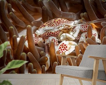 Porcelain Anemone Crab (Porcellanidae) by Enak Cortebeeck