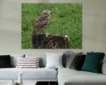 Burrowing owl or the Rabbit owl by Loek Lobel