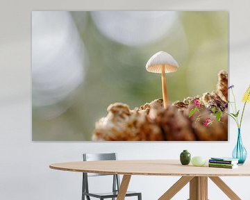 Paddenstoel in het ochtendlicht van Karin Bijpost