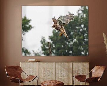 Birds of prey the Kestrel by Loek Lobel