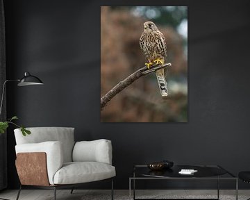Birds of prey the Kestrel by Loek Lobel