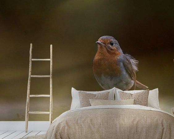 Aperçu de la chambre