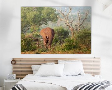 Olifant in Krugerpark van Petra Lakerveld