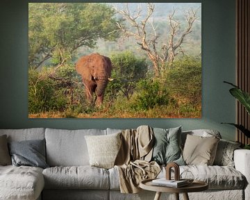 Un éléphant dans le parc Kruger sur Petra Lakerveld