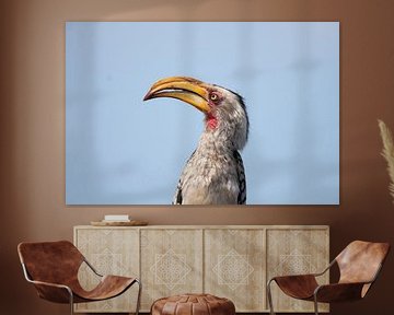 hornbill by Petra Lakerveld