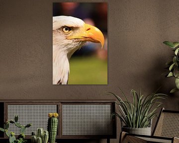 Amerikaanse visarend roofvogel van Bobsphotography