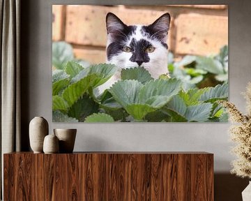 Cat plays hide and seek by Marijke Arends-Meiring