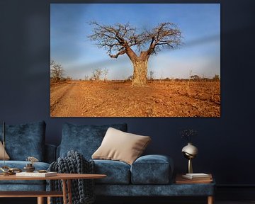 Baobab boom in Botswana van Jolene van den Berg