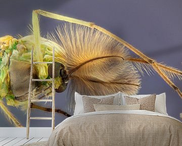 Tanzende Federmücke - Chironomidae