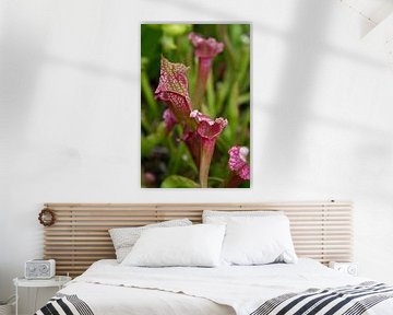 Vleesetende plant: Trompetbekerplant, Sarracenia. van Tessa Louwerens