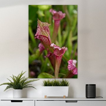 Trumpet pitcher plant, Sarracenia.  carnivorous plants 