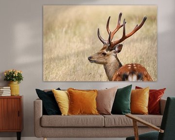 Proud stag by Heike Hultsch