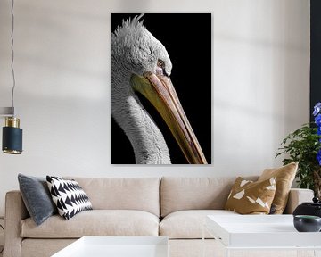 Portret van een pelikaan