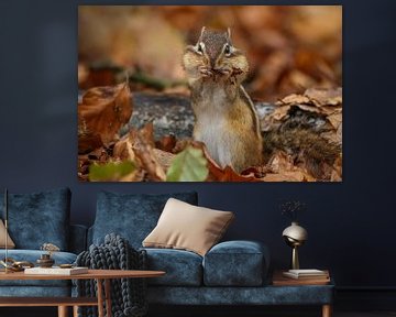 Siberian ground squirrel in autumn atmosphere by Amanda Blom