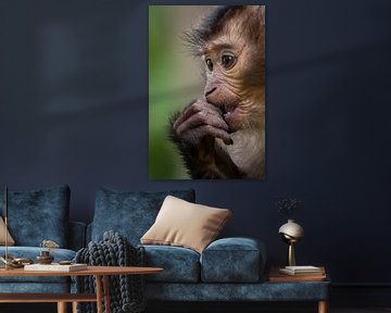 Portrait Baby Liontail Macaque