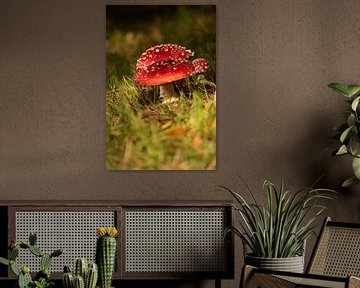 Fly agaric group by Heike Hultsch