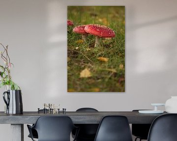 Champignons d'automne sur Heike Hultsch