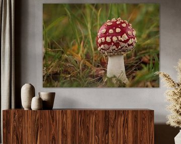 A young toadstool by Heike Hultsch