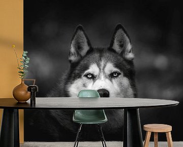 Siberian husky in black and white by Petra Lakerveld