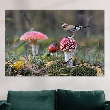 Le geai a trouvé son point d'atterrissage sur cette agaric mouche.