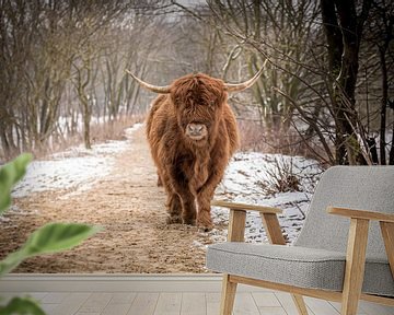 Schotse hooglander wandelend door de besneeuwde duinen. van Claudio Duarte