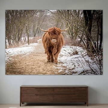 Scottish highlander walking through the snowy dunes.