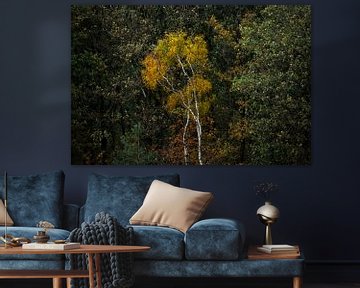 Splendeur de l'automne - la forêt aux couleurs de l'automne sur Tomas van der Weijden