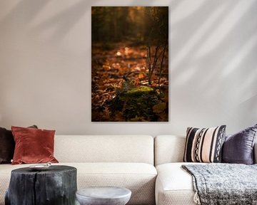 Ochtend lichtval op boomstronk met mos in herfst bos van Mayra Fotografie