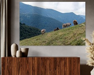 Wilde koeien in de Zwitserse Alpen van Diantha Risiglione