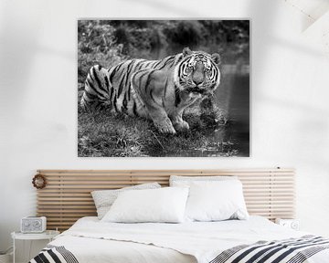 Tiger schaut nach dem Trinken direkt in die Linse (schwarz-weiße Version) von Patrick van Bakkum