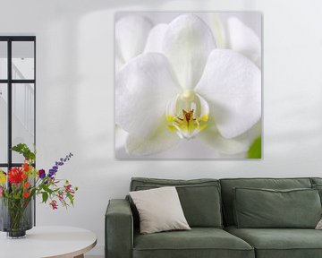 Witte Orchidee Close Up 1 von Wiljo van Essen