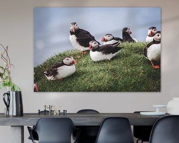 Puffins on the Faroe Islands by Expeditie Aardbol