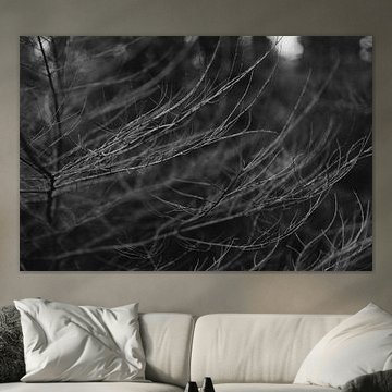 Bewegende Takken Zwart-Wit