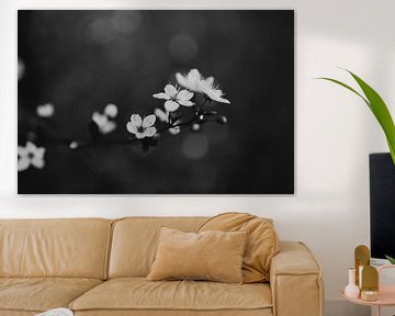 Frühlingsblüte Schwarz-Weiß von Eke Salomé