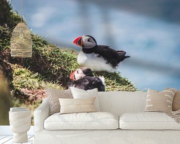 Twee papegaaiduikers op de Faeröer Eilanden van Expeditie Aardbol