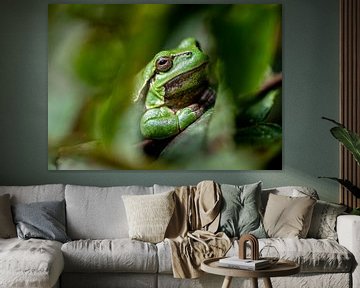 Les beaux yeux de la grenouille arboricole sur Renzo van den Akker