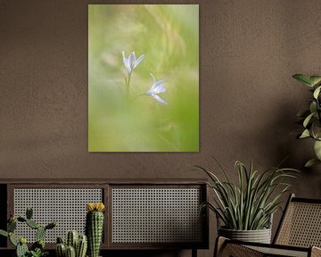 Chionodoxa mit weichem Aussehen von Karin Bijpost