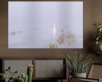 Knobbelzwaan in vroeg ochtendlicht