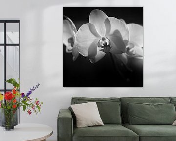 Orchideen in zwart wit van Rene  den Engelsman