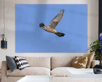 Torenvalk / Common kestrel (Falco tinnunculus)