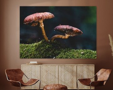 Un champignon de conte de fées dans une forêt d'automne sur MindScape Photography