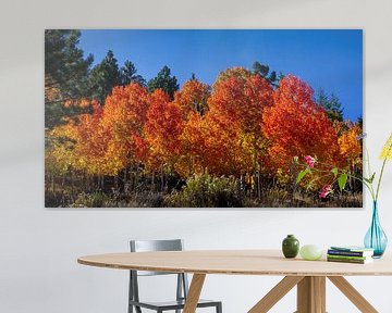 American Aspens in the fall, United States