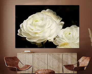 Roses blanches