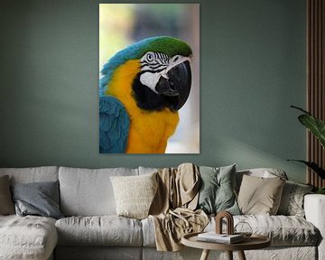 Papagei Portrait - Parrot Portrait van Christiane Schulze